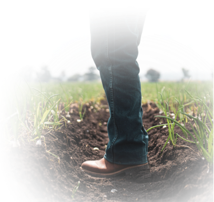 Produtor rural caminhando em uma plantação